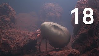 Pierre Huyghe, Zoodram 6