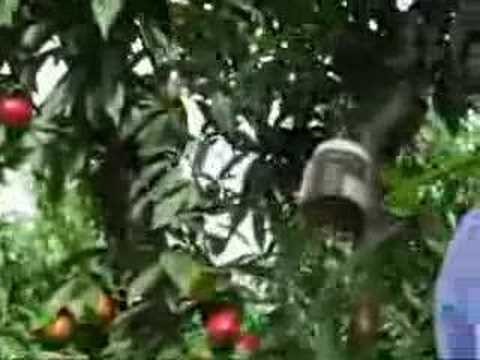 Sunraycer Nectarine - Fruit Fly Traps