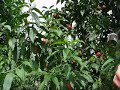 Sunraycer Nectarine - Fruit Fly Traps