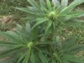 out-door 2006 Poland Grow Log