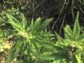 out-door 2006 Poland Grow Log