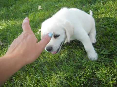 icebear at 6 weeks of age
