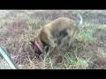 videos de Belgian Malinois digging for a mouse