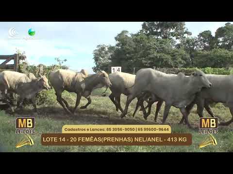 542� LEIL�O VIRTUAL MB LEIL�ES