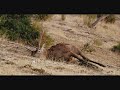 buitres comiendo ciervo 1 - Luis MIguel Domínguez
