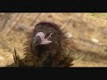 buitres comiendo ciervo 1 - Luis MIguel Dom�nguez