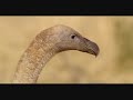 buitres comiendo ciervo 1 - Luis MIguel Domínguez