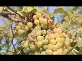 Grandine sulle speranze di vendemmia