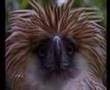 Philippine Eagle  (Monkey-eating Eagle)