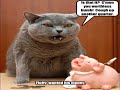 Very Funny Cats 75