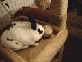 Can Cats & Bunnies REALLY be friends? Can Cats & Bunnies REALLY be friends?