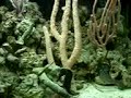 Seahorses Fighting