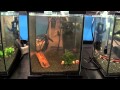 Freshwater shrimps - Aquariums from PetFair 2013, d, Poland, pt.9