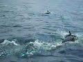 Dolphins off the Isles of Scilly, Cornwall, England