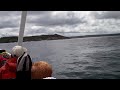 Humpback whales Bay Bulls