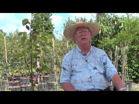 how to fertilize papaya tree