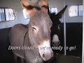 George and Alan, the self-loading BLM burros