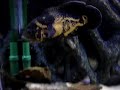 Lake Malawi African cichlid Fish Tank + Blue Yabby + Oscar