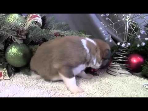 Meet Pharoah a purebred Border Collie puppy