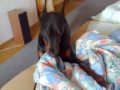 doberman playing