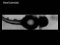 Fungi break acceleration record to escape dung