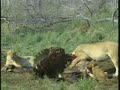 Lions-Cubs-Buffalo Kill Pt.2