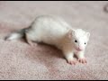 Ferret Dooking