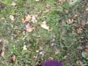 Blogorama: In Which Ye Benes Are Plant\