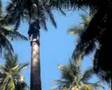 videos de Mantra: kokosnoten in onze achtertuin