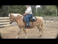 Collinda Haflinger