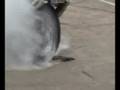 Fabian's Burnout on TL1000R