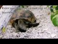 Tortoises-at-rest-an