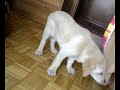 MELZO UN CANE IN CARTONE MELZO UN CANE IN CARTONE