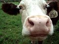 HERFORD BEEF CATTLE RANCH
