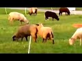 Horse Mating Crazy