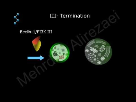 Very Simplified Molecular mechanism of Autophagy Flux