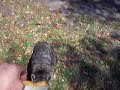 Just Enjoy - Save the Raccoon Stories