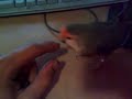 Agaponis / Love Bird