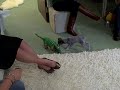 Carl versus Pleo