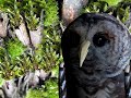 owl