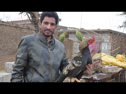 Saka's village home Mali kallar saydan my motherland Pakistan