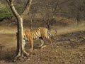 Tiger at Ranthambhore II