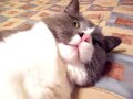 Fat Cat