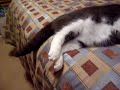 Fat Cat