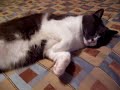 Fat Cat