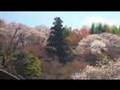 Yoshinoyama (Mount Yoshino) Japan cherry blossom capital