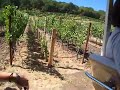 Benziger Winery Tram Tour