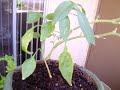Garden Update (1 of 3) - August 2, 2008