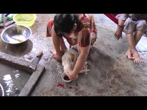 woman slaughter chicken