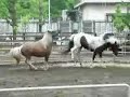 Yoyogi Pony Park Yoyogi Pony Park